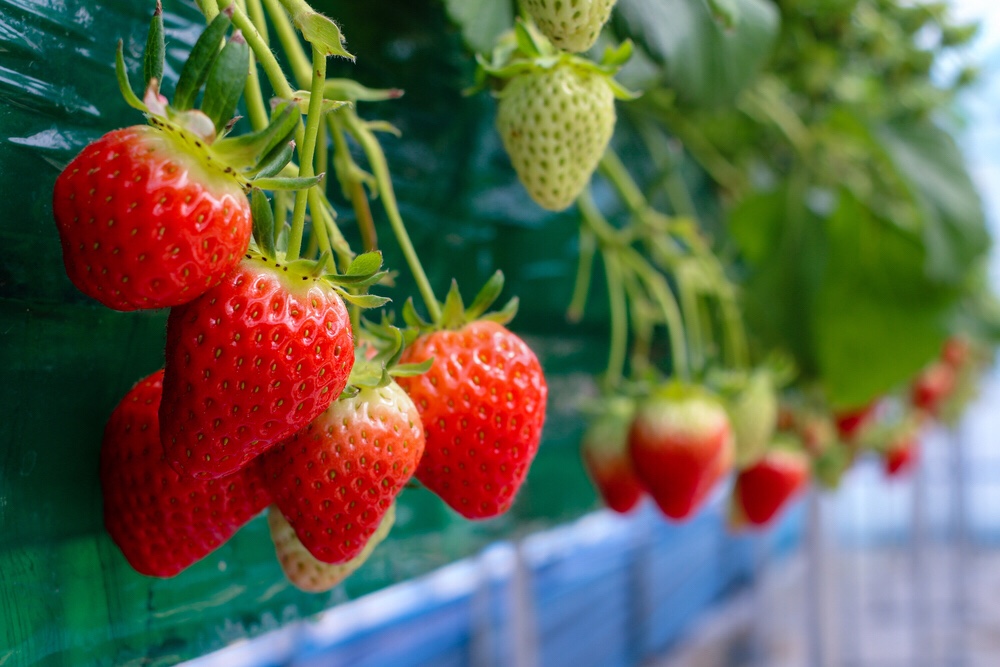 Fresas de Cultivo Ecológico 